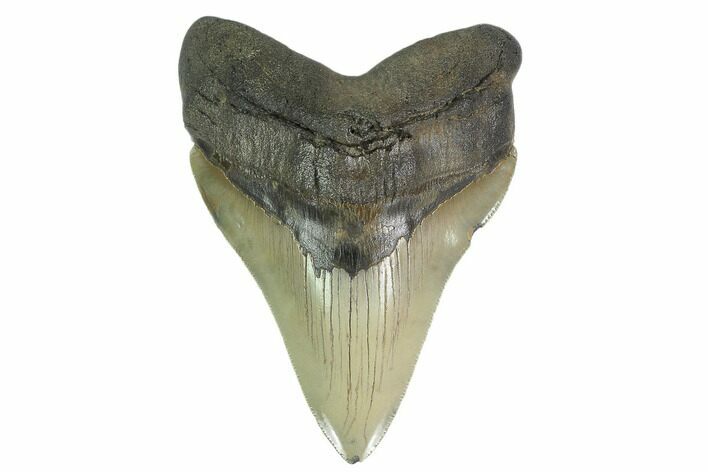 Serrated, Fossil Megalodon Tooth - South Carolina #137069